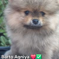 2 chiots spitz petit #1
