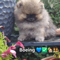 2 chiots spitz petit #2
