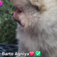 2 chiots spitz petit #7