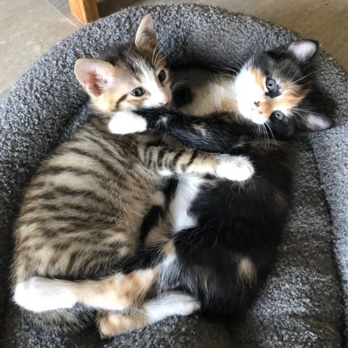 Honorine et lucien en double adoption #2
