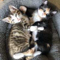 Honorine et lucien en double adoption