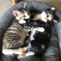 Honorine et lucien en double adoption #2