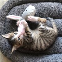 Honorine et lucien en double adoption #4