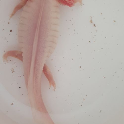 Magnifique axolotl de 3 ans, 24 cm