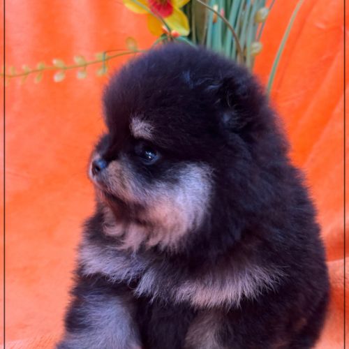 Bliss femelle type spitz nain poméranien #2