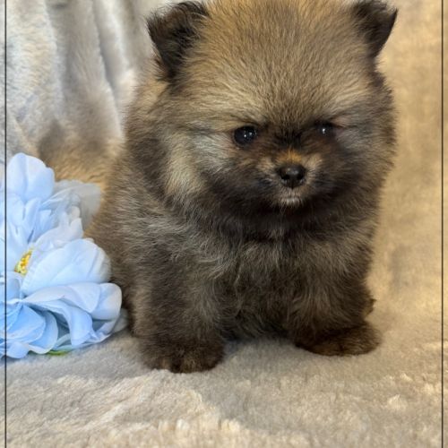 Baltho, mâle type spitz nain poméranien #0