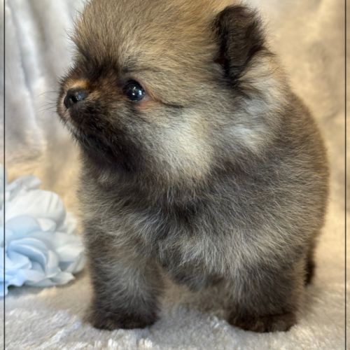 Baltho, mâle type spitz nain poméranien #2