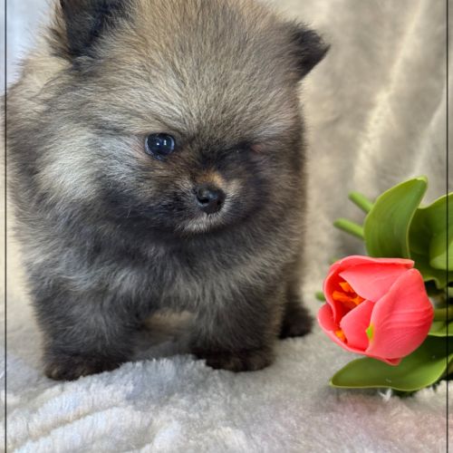 Baltho, mâle type spitz nain poméranien #4