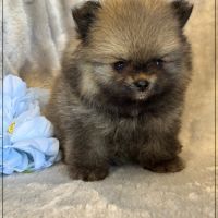Baltho, mâle type spitz nain poméranien