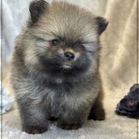 Baltho, mâle type spitz nain poméranien #3