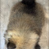 Baltho, mâle type spitz nain poméranien #5