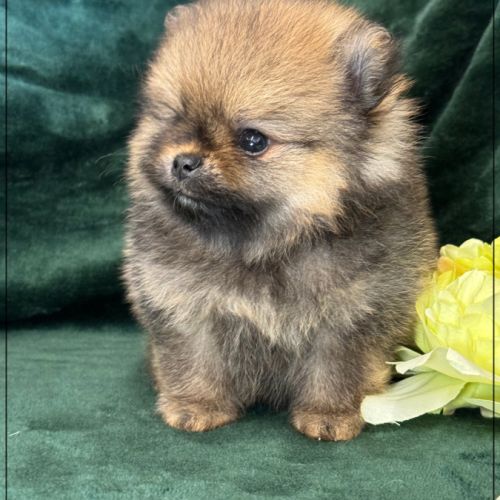 Balou mâle type spitz nain poméranien #2