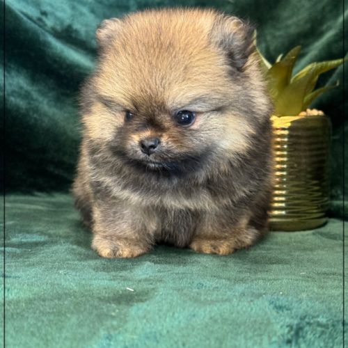 Balou mâle type spitz nain poméranien #4