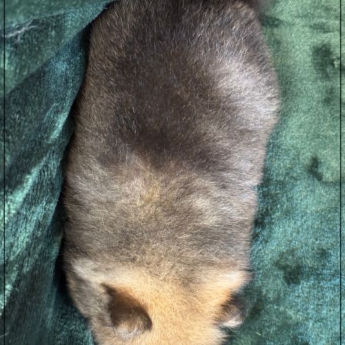 Balou mâle type spitz nain poméranien #5
