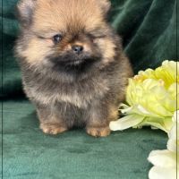Balou mâle type spitz nain poméranien