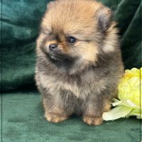 Balou mâle type spitz nain poméranien #2