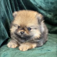 Balou mâle type spitz nain poméranien #3