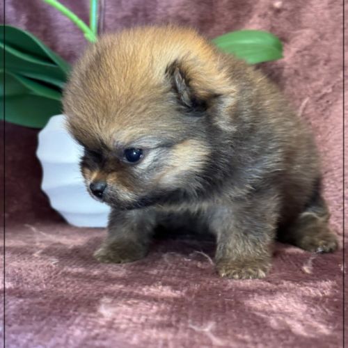 Bettie, femelle type spitz nain poméranien #1
