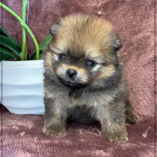 Bettie, femelle type spitz nain poméranien #0