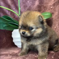 Bettie, femelle type spitz nain poméranien #3