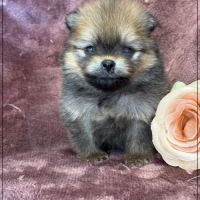 Bettie, femelle type spitz nain poméranien #4