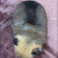 Bettie, femelle type spitz nain poméranien #5