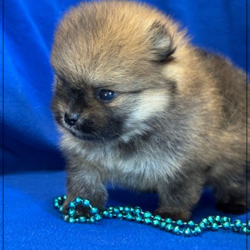 Bambou mâle type spitz nain poméranien #3
