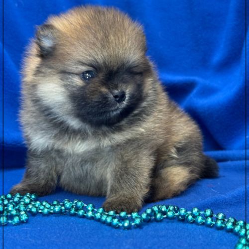 Bambou mâle type spitz nain poméranien #4