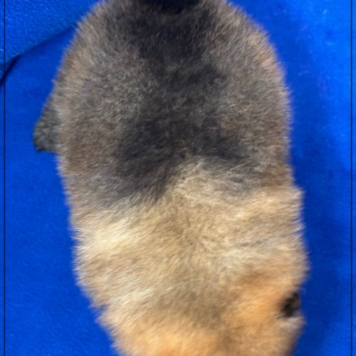 Bambou mâle type spitz nain poméranien #5