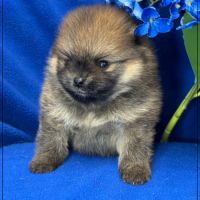 Bambou mâle type spitz nain poméranien