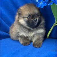 Bambou mâle type spitz nain poméranien #2