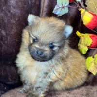 Buck mâle spitz nain poméranien lof