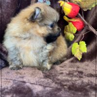 Buck mâle spitz nain poméranien lof #3