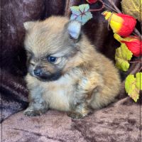 Buck mâle spitz nain poméranien lof #4
