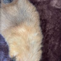 Buck mâle spitz nain poméranien lof #5