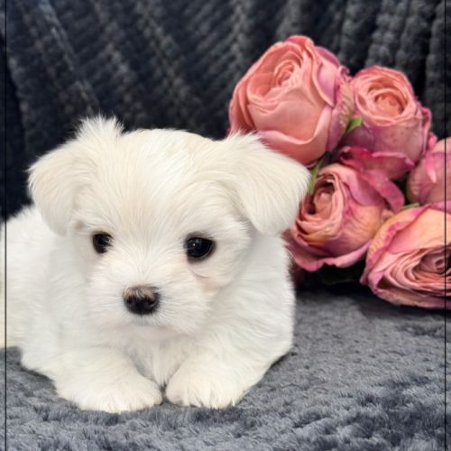 Bohème, femelle bichon maltais nain lof #2
