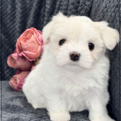 Bohème, femelle bichon maltais nain lof #0