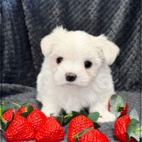 Bohème, femelle bichon maltais nain lof #1