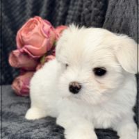 Bohème, femelle bichon maltais nain lof #3