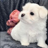 Bohème, femelle bichon maltais nain lof #5