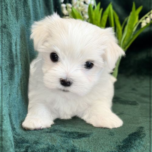 Boss mâle bichon maltais nain lof #2