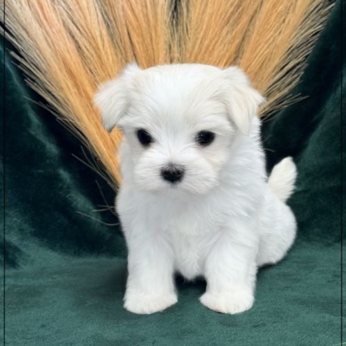 Boss mâle bichon maltais nain lof #4