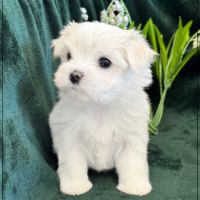 Boss mâle bichon maltais nain lof