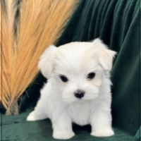 Boss mâle bichon maltais nain lof #3