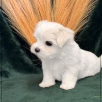 Boss mâle bichon maltais nain lof #5