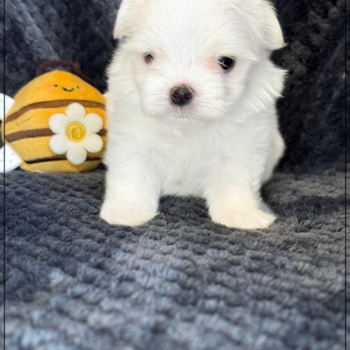 Benjy, mâle bichon maltais nain lof #1