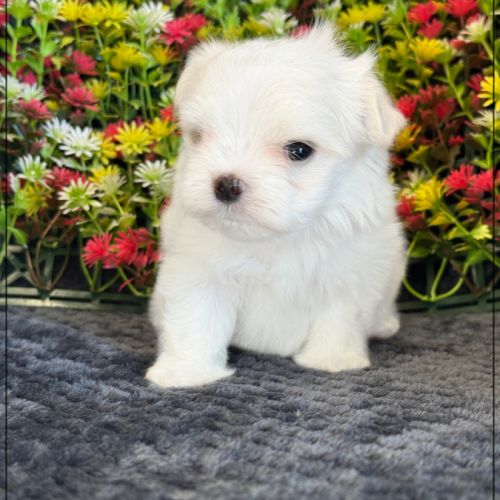 Benjy, mâle bichon maltais nain lof #3