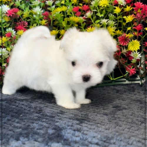 Benjy, mâle bichon maltais nain lof #5