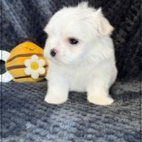 Benjy, mâle bichon maltais nain lof #2