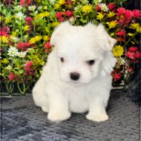 Benjy, mâle bichon maltais nain lof